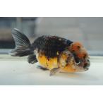 国産金魚　江戸錦　変わり柄　一点物（全長約12cm）埼玉産　