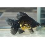 金魚　蝶尾　チョービ 　変わり柄　一点物（全長約13cm）埼玉産　メス