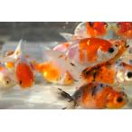 国産金魚　桜錦　江戸錦　2匹セット（全長約7cm) 弥富・加藤氏　選りなし