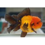 国産金魚　二才伊勢オランダ　赤黒柄　一点物（全長約15cm)　三重県・後藤氏 オス