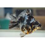 国産金魚　水墨琉金ショートテール　一点物（全長約10cm　三重県産)　オス