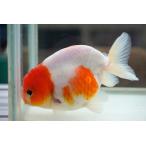 国産金魚　三才桜錦　一点物（全長約12cm) 　弥冨産　加藤氏　メス