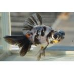 金魚蝶尾チョービキャリコ柄一点物中国産