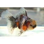 金魚　オランダブロードテール　変わり柄　一点物（全長約10-11cm)　中国産　オス