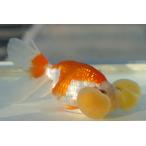 金魚水泡眼サラサ柄一点物メス