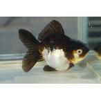 国産金魚　二才オランダ　ハーフムーン　白黒柄　一点物（全長約9cm)　津市・服部氏