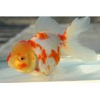 ショッピング金魚 国産金魚　桜東錦　二才　一点物（全長約15cm）三重・後藤氏 オス