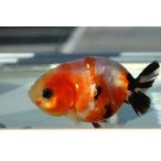 ショッピング金魚 金魚　江戸錦　変わり柄　一点物（全長約8.5cm）中国産　メス