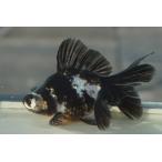 金魚　蝶尾　チョービ 　水墨パンダ柄　一点物（全長約9cm）中国産