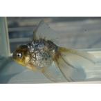  золотая рыбка вода . Голландия длинный tail один пункт предмет ( общая длина примерно 11cm China производство ) женский 