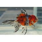  местного производства золотая рыбка 2 лет восток . один пункт предмет ( общая длина примерно 11cm. рисовое поле производство * полки рисовое поле .) женский 