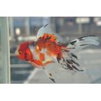  местного производства золотая рыбка 2 лет восток . один пункт предмет ( общая длина примерно 12cm. рисовое поле производство * полки рисовое поле .) мужской 