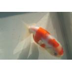  местного производства золотая рыбка 2 лет Sakura . один пункт предмет ( общая длина примерно 10cm).. производство женский 