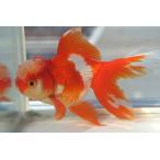  местного производства золотая рыбка 2 лет Голландия Sara sa один пункт предмет ( общая длина примерно 12cm. рисовое поле производство полки рисовое поле .) мужской 