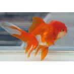  местного производства золотая рыбка 2 лет Голландия Sara sa один пункт предмет ( общая длина примерно 13cm. рисовое поле производство полки рисовое поле .) мужской 