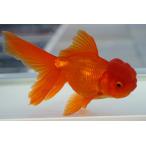  местного производства золотая рыбка 2 лет Голландия элемент красный один пункт предмет ( общая длина примерно 13cm. рисовое поле производство полки рисовое поле .) мужской 