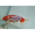  местного производства золотая рыбка 2 лет Sakura . один пункт предмет ( общая длина примерно 8.5cm).. производство мужской 