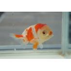  местного производства золотая рыбка 2 лет Sakura . один пункт предмет ( общая длина примерно 8.0cm).. производство мужской 