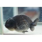  золотая рыбка синий ланч .u один пункт предмет ( общая длина примерно 9cm China производство ) женский 