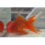  местного производства золотая рыбка три лет Голландия элемент красный один пункт предмет ( общая длина примерно 13cm. рисовое поле производство полки рисовое поле .) мужской 