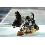  местного производства золотая рыбка вода . Ryuukin Short tail один пункт предмет ( общая длина примерно 10cm три слоя префектура производство ) мужской 