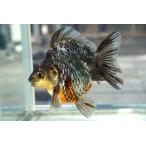  местного производства золотая рыбка вода . Ryuukin Short tail один пункт предмет ( общая длина примерно 10cm три слоя префектура производство ) мужской 