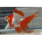  местного производства золотая рыбка Ryuukin три лет Sara sa один пункт предмет ( общая длина примерно 11cm) производство земля :. рисовое поле город полки рисовое поле . женский 