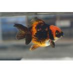  местного производства золотая рыбка 2 лет Голландия половина moon красный чёрный рисунок один пункт предмет ( общая длина примерно 8cm) Цу город * Hattori . женский 