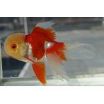 国産金魚三才オランダサラサ一点物オス