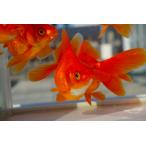 国産 金魚　三才琉金　素赤（全長約10cm）飯田・棚田氏　選りなし