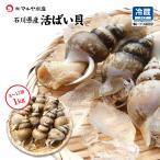 活ばい貝 ( 白ばい ) 石川県産 お刺身用 1.0kg 8〜13個 2セット以上ご注文で送料無料