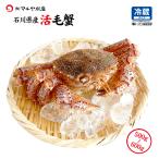 毛ガニ 毛蟹 活蟹 1匹 600g〜500g (石川県産) 2匹以上のご注文で送料無料