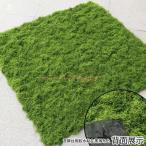  настоящий чувство Moss человеческий труд мох мох коврик искусственная зелень искусственный цветок газонная трава сырой коврик природа . текстура (ткани) . стильный интерьер тоже оптимальный . человеческий труд растения 