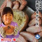  шерсть .. четырёхугольный волосатый краб Hokkaido производство ... четырёхугольный волосатый краб 1 кубок примерно 570g большой размер высший класс товар .gani подарок условия имеется бесплатная доставка 