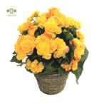 ベゴニア 鉢植え イエロー 黄色 バラ咲き ５号 カバー