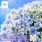 母の日 2025 大人気 レア アジサイ 銀河 ぎんが ブルー ギフト プレゼント 鉢植え 5号