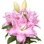 母の日 「遅れてごめんね」 ギフト ユリ ローズリリーナタリア ピンク 八重咲き 鉢植え 6号 プレゼント 送料無料