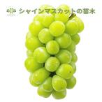 育てて食べて楽しめる シャインマスカット 甘い 果樹苗 5号 ロングポット 大粒 ぶどう 苗木 マスカット 家庭栽培 ガーデニング