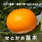 希少品種 ミカン せとか 苗木 4.5号 ロングポット 柑橘類 蜜柑 果樹苗 家庭菜園 自宅用 贈答用 プレゼント 贈り物 みかんの木 育てやすい
