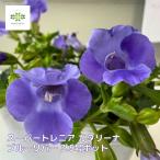 スーパートレニア カタリーナ ブルーリバー 3.5号ポッ