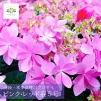 母の日 2026 高級アジサイ 紫陽花 おまかせ ピンク・レッド系 希少品種 鉢植え５号 ギフト プレゼント