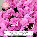 母の日 2026 希少 アジサイ 紫陽花 八重咲 フェアリーアイ 鉢植え 5号 人気 ギフト ランキング