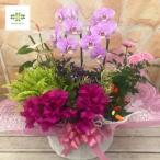 早割 敬老の日 ミディ胡蝶蘭 寄せ鉢 豪華 上品 季節の花 ギフト プレゼント 色おまかせ