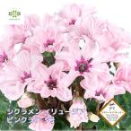 シクラメン イリュージア ピンクラテ 3号ポット 花苗 希少 FTA受賞 JFY受賞 進化系 F1品種 花壇 庭植え 鉢 寄せ植え 耐寒性 小さい 秋 冬