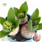  гиацинт ...3 цвет Mix растение в горшке 4 номер горшок весна. цветок аромат подарок белый желтый персик красный синий фиолетовый серия выдерживающий холод . ограниченное количество распродажа 