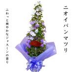 母の日 2025 ギフト ニオイバンマツリ アメリカジャスミン タワー仕立て 5号 鉢植え 爽やかな香り リラックス ギフト