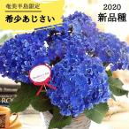 ショッピングアジサイ 母の日 プレゼント 2024年 ギフト アジサイ 紫陽花 カーリースパークル 希少 鉢植え 5号  ブルー おしゃれ 母の日ギフト 送料無料