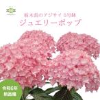 ショッピングジュエリー 母の日 「遅れてごめんね」ギフト 今年発表 新品種 超希少 レア アジサイ ジュエリーポップ 鉢植え 5号 送料無料 八重咲き 手まり 白 ピンク