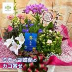 お中元 暑中見舞い お盆 お供え お彼岸 法要 供養 初盆 ミディ胡蝶蘭 豪華 カゴ寄せ フラワーギフト プレゼント 長寿 ラッピング付 コチョウラン 夏のギフト