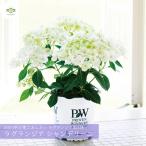 母の日 2026 レア アジサイ ラグランジア シャンデリーニ 新品種  鉢植え 5号 ギフト 希少 紫陽花